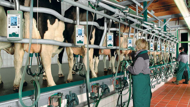 EuroClass 800 herringbone milking parlor: fast, stress-free entrance