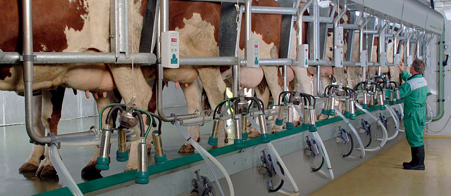 Dairy Plan C21